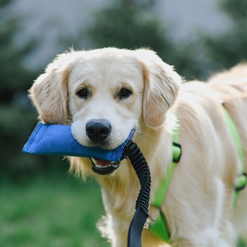 Golden Retriever med bidepølse