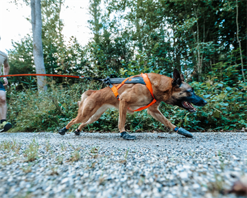 Hund med træksele