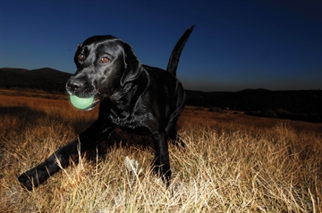 hund med max glow bold 