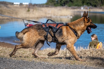 Schæferhund med Rock sele