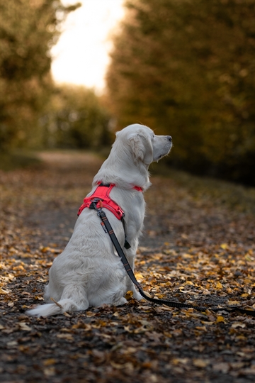 Golden Retriever med Ramble sele