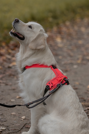 Golden Retriever med Ramble sele