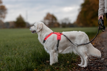 Golden Retriever med Ramble sele