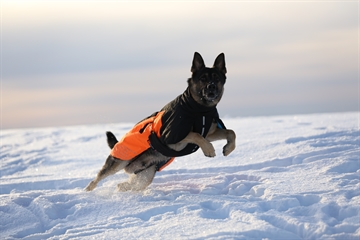 Hund med Non-Stop Glacier 2.0 dækken