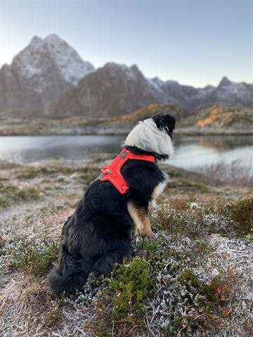 Border Collie med Pink Ramble sele