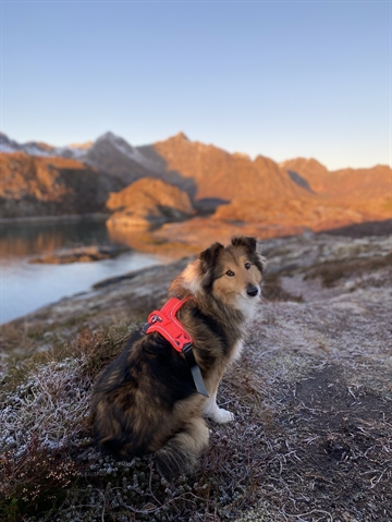 Collie med Ramble sele fra Non-stop Dogwear