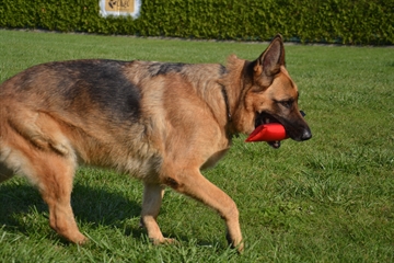 Schæferhunde med Rød bidepølse af brandslange