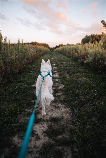 Hund med træksele