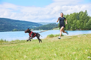 Hund med træksele i løb med mand