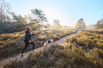 Hund med Rock sele på hiking med kvinde