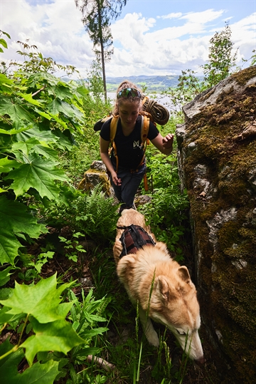 Hund med Rock sele på hiking med kvinde