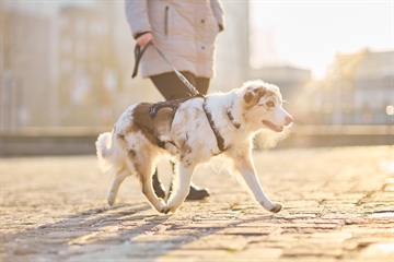 Hund med Rock sele på gåtur i byen