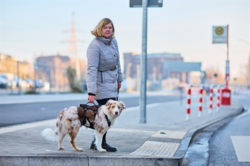 Hund med Rock sele på gåtur med kvinde