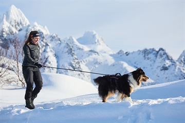 Hund med Rock sele i sneen