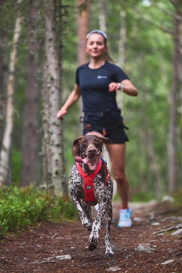 Hund med træksele i skoven med kvinde