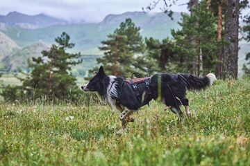 Border Collie i naturen