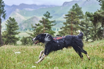 Bordercollie med Rock sele