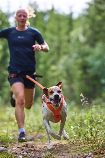 Hund med træksele i løb med mand