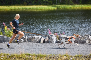 Hund med træksele i løb ved sø