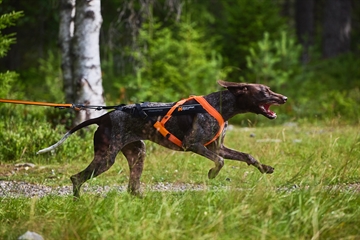 Hund med træksele