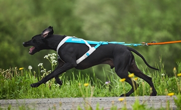 Hund med træksele