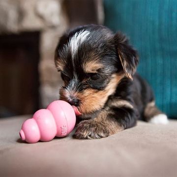 Lille hvalp med lyserød KONG Puppy