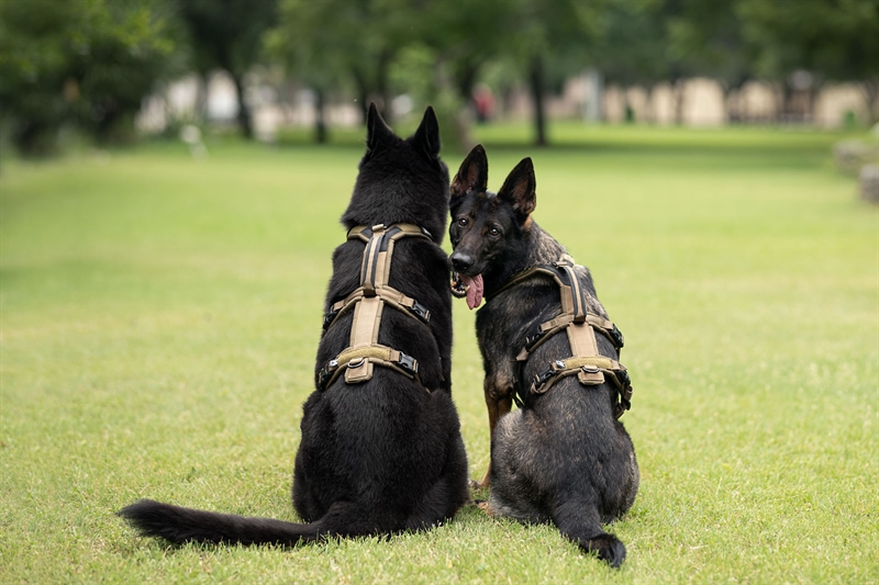 Brugshundesele med ekstra længde fra Non-Stop Dogwear