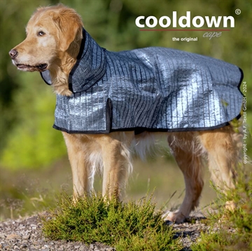 Hund med sølvdækken