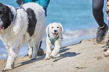 Voksen hund og hvalp på stranden