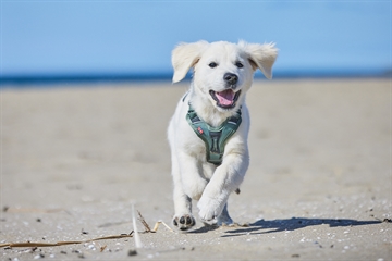 Hvalp på strand i løb