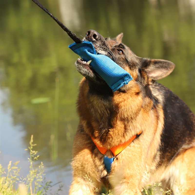 Schæferhund med bidepølse